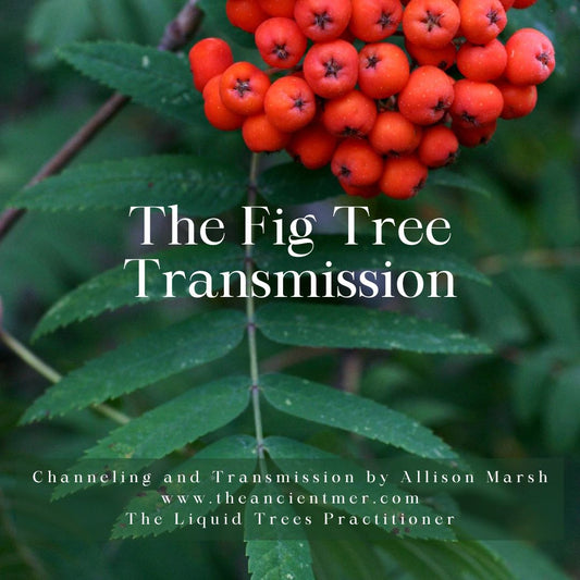 The Fig Tree Transmission