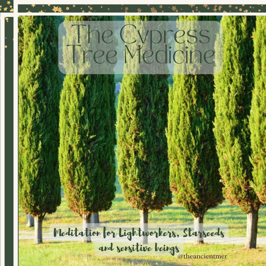The Cypress Tree Medicine