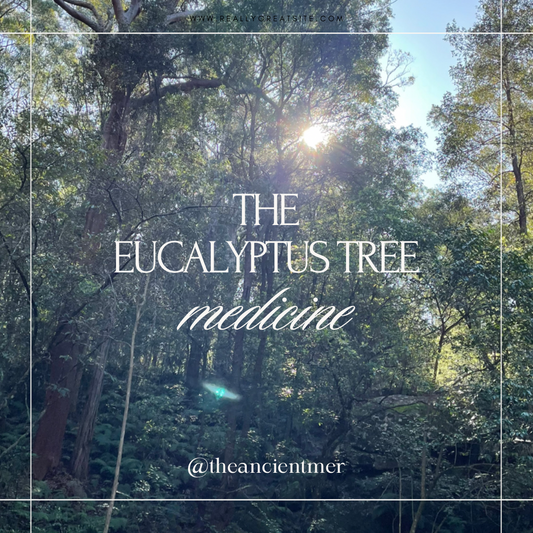 The Eucalyptus Medicine